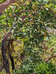 Myrrhidendron