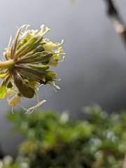 Myrrhidendron