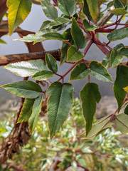 Myrrhidendron