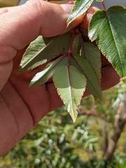 Myrrhidendron