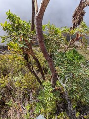 Myrrhidendron