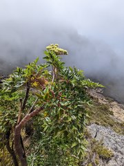 Myrrhidendron