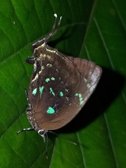 Denivia theocritus