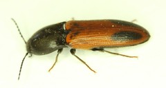 Ampedus occidentalis