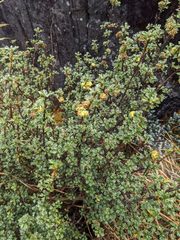 Alchemilla polylepis