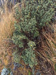 Alchemilla polylepis