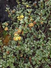 Alchemilla polylepis
