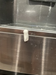Spilosoma vestalis