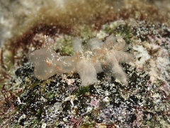 Melibe australis