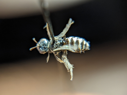 Perdita albovittata