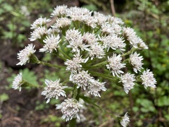 Petasites frigidus palmatus