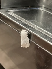 Spilosoma vestalis