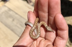 Hypsiglena ochrorhynchus