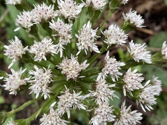 Petasites frigidus palmatus
