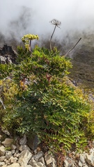 Myrrhidendron