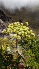 Myrrhidendron