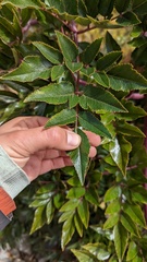 Myrrhidendron