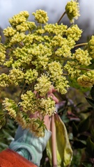 Myrrhidendron