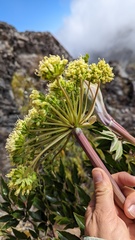 Myrrhidendron