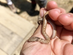 Hypsiglena ochrorhynchus