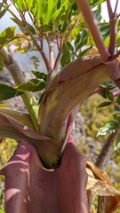 Myrrhidendron