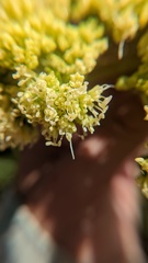 Myrrhidendron