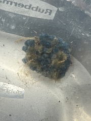 Hymeniacidon caerulea