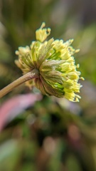 Myrrhidendron