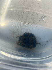 Hymeniacidon caerulea