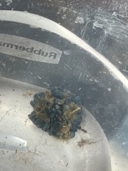 Hymeniacidon caerulea