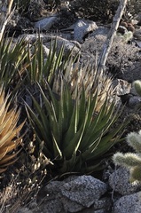 Agave pringlei