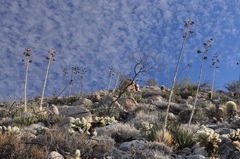 Agave pringlei