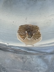 Prostheceraeus crozieri