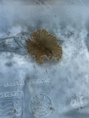 Prostheceraeus crozieri