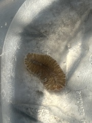 Prostheceraeus crozieri