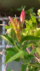 Aphis nerii
