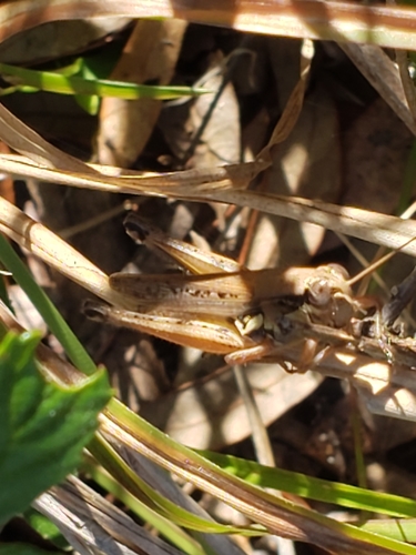 Atlantic Grasshopper photo 4