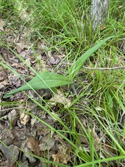 Platanthera ciliaris