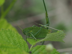 Polysarcus denticauda