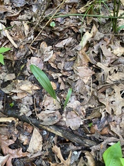 Platanthera clavellata