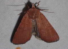 Xestia kermesina