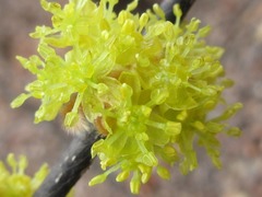 Lindera obtusiloba
