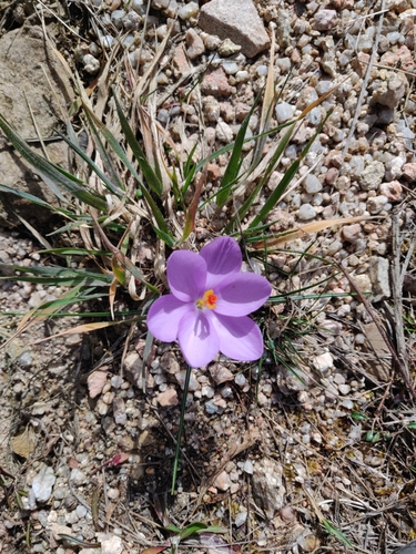 Image of Crocus minimus by (c) Davide Puddu, some rights reserved (CC BY)