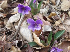 Viola mandshurica
