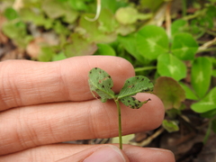 Pseudopeziza trifolii