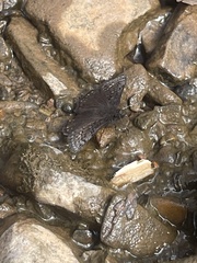Erynnis brizo
