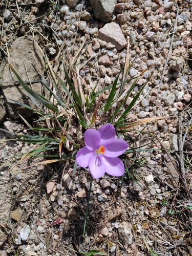 Crocus minimus, photograph 4