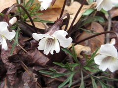 Viola albida