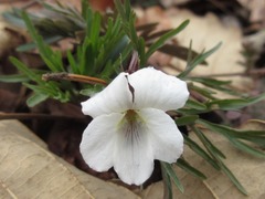 Viola albida