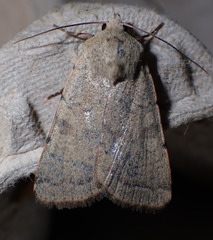 Xestia kermesina